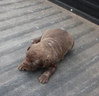 RFAF1, a female Chesapeake Bay Retriever for sale in Scottsville, KY – Photo 8 of 8