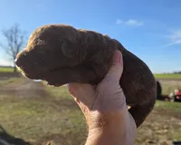 RFAF1, a female Chesapeake Bay Retriever for sale in Scottsville, KY – Photo 2 of 8