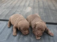 RFAF1, a female Chesapeake Bay Retriever for sale in Scottsville, KY – Photo 1 of 8