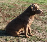 RFAF1, a female Chesapeake Bay Retriever for sale in Scottsville, KY – Photo 4 of 8