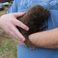 RFAF1, a female Chesapeake Bay Retriever for sale in Scottsville, KY – Photo 7 of 8
