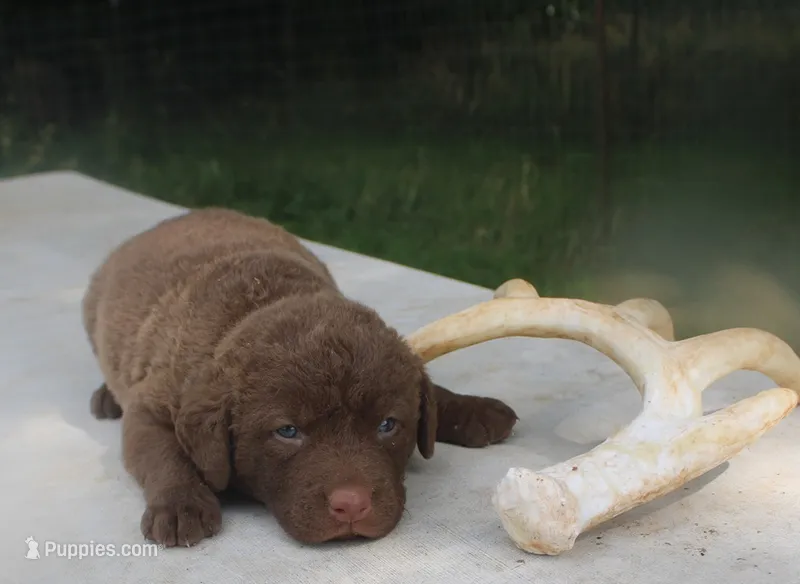 RFKF4 – Chesapeake Bay Retriever puppy for sale in Scottsville, KY