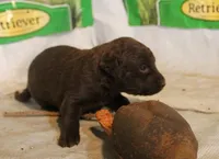 RFAF4, a female Chesapeake Bay Retriever for sale in Scottsville, KY – 4 of 4