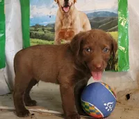RFAM5, a male Chesapeake Bay Retriever for sale in Scottsville, KY – 2 of 3