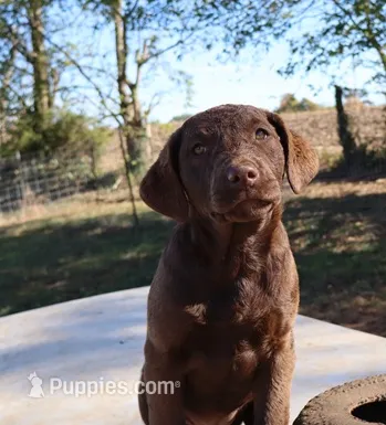 RFAF4 – Chesapeake Bay Retriever puppy for sale in Scottsville, KY