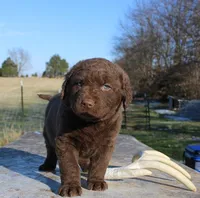 RFVM3, a male Chesapeake Bay Retriever for sale in Scottsville, KY – Photo 2 of 5