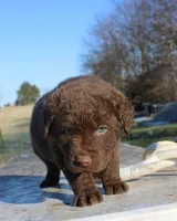 RFVM3, a male Chesapeake Bay Retriever for sale in Scottsville, KY – Photo 5 of 5