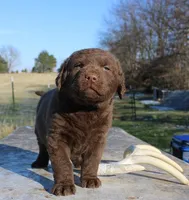 RFVM3, a male Chesapeake Bay Retriever for sale in Scottsville, KY – Photo 1 of 5