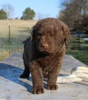 RFVM3, a male Chesapeake Bay Retriever for sale in Scottsville, KY – Photo 4 of 5
