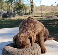 RFAF3, a female Chesapeake Bay Retriever for sale in Scottsville, KY – 4 of 8