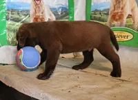 RFAM4, a male Chesapeake Bay Retriever for sale in Scottsville, KY – 5 of 5