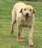 RFAM1, a female Chesapeake Bay Retriever for sale in Scottsville, KY – 3 of 5