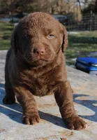 RFVM1, a male Chesapeake Bay Retriever for sale in Scottsville, KY – Photo 1 of 5