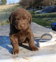 RFVM1, a male Chesapeake Bay Retriever for sale in Scottsville, KY – Photo 2 of 5