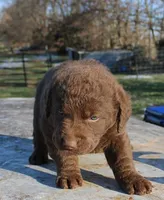 RFVM1, a male Chesapeake Bay Retriever for sale in Scottsville, KY – Photo 5 of 5