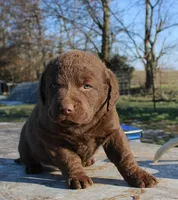 RFVM1, a male Chesapeake Bay Retriever for sale in Scottsville, KY – Photo 3 of 5