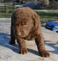 RFVM1, a male Chesapeake Bay Retriever for sale in Scottsville, KY – Photo 4 of 5