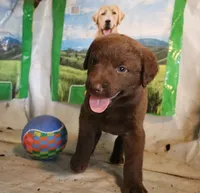 RFAM2, a male Chesapeake Bay Retriever for sale in Scottsville, KY – 2 of 5