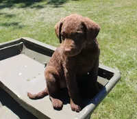 RFPF1, a female Chesapeake Bay Retriever for sale in Scottsville, KY – 2 of 6