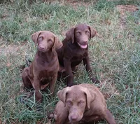 RFBF7, a female Chesapeake Bay Retriever for sale in Scottsville, KY – 4 of 6
