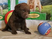 RFZM3, a male Chesapeake Bay Retriever for sale in Scottsville, KY – 2 of 5