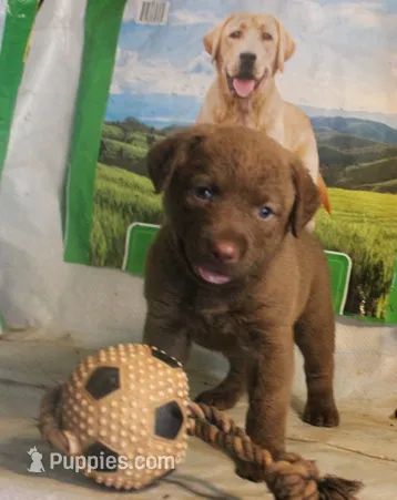 RFBF4 – Chesapeake Bay Retriever puppy for sale in Scottsville, KY