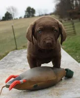 RFBM1, a male Chesapeake Bay Retriever for sale in Scottsville, KY – Photo 7 of 9