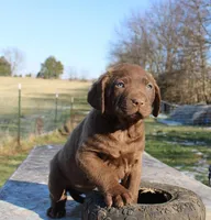 RFBM1, a male Chesapeake Bay Retriever for sale in Scottsville, KY – Photo 1 of 9
