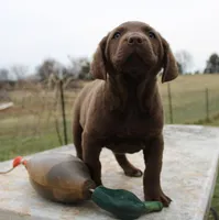 RFBM1, a male Chesapeake Bay Retriever for sale in Scottsville, KY – Photo 4 of 9
