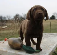 RFBM1, a male Chesapeake Bay Retriever for sale in Scottsville, KY – Photo 5 of 9