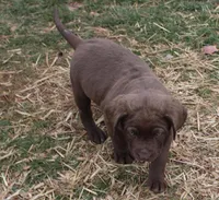 RFBM1, a male Chesapeake Bay Retriever for sale in Scottsville, KY – Photo 2 of 9