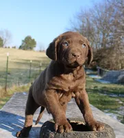 RFBM1, a male Chesapeake Bay Retriever for sale in Scottsville, KY – Photo 3 of 9
