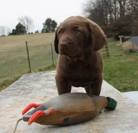 RFBM1, a male Chesapeake Bay Retriever for sale in Scottsville, KY – Photo 8 of 9
