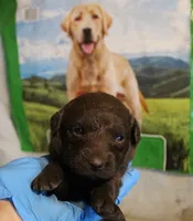 RFAF4, a female Chesapeake Bay Retriever for sale in Scottsville, KY – 2 of 4