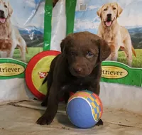 RFZF2, a female Chesapeake Bay Retriever for sale in Scottsville, KY – 3 of 6