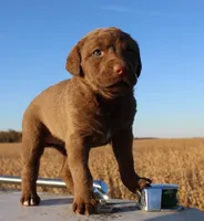 RF107hold, a male Chesapeake Bay Retriever for sale in Scottsville, KY – Photo 2 of 9