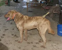 RF107hold, a male Chesapeake Bay Retriever for sale in Scottsville, KY – Photo 4 of 9