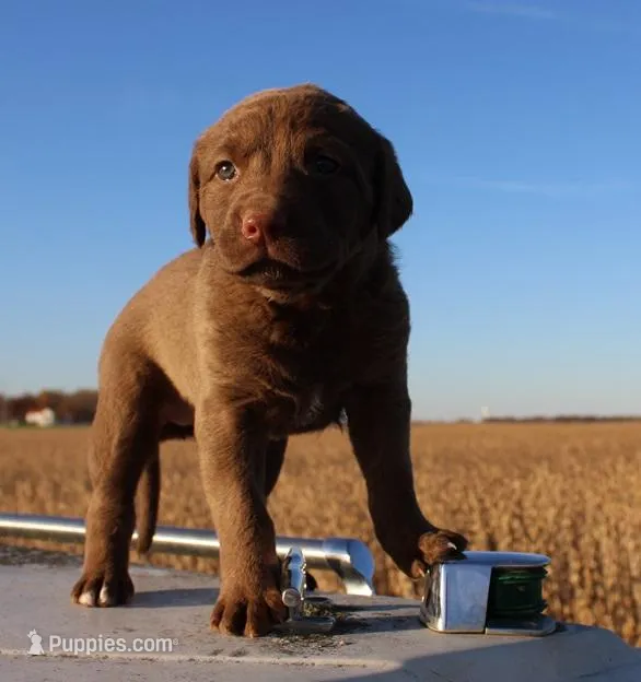 RF107hold, a male Chesapeake Bay Retriever for sale in Scottsville, KY – Photo 1 of 9