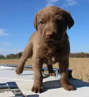 RF107hold, a male Chesapeake Bay Retriever for sale in Scottsville, KY – Photo 6 of 9