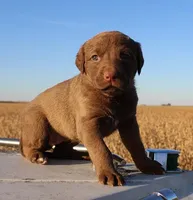 RF107hold, a male Chesapeake Bay Retriever for sale in Scottsville, KY – Photo 8 of 9