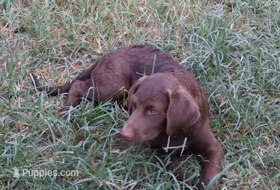 RFBF3 – Chesapeake Bay Retriever puppy for sale in Scottsville, KY