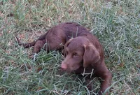 RFBF3, a female Chesapeake Bay Retriever for sale in Scottsville, KY – 1 of 8