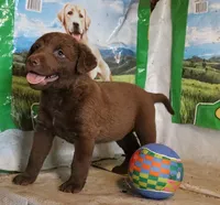 RFAF4, a female Chesapeake Bay Retriever for sale in Scottsville, KY – 5 of 5