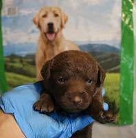 RFAF1, a female Chesapeake Bay Retriever for sale in Scottsville, KY – 2 of 4