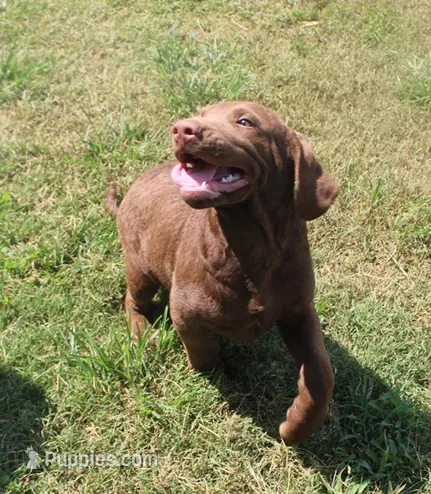RFKM1 – Chesapeake Bay Retriever puppy for sale in Scottsville, KY