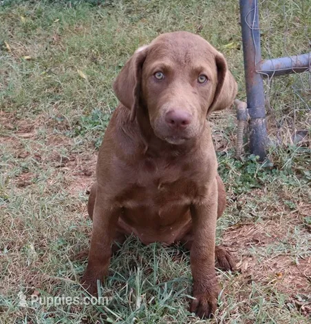 RFBF7 – Chesapeake Bay Retriever puppy for sale in Scottsville, KY
