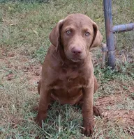 RFBF7, a female Chesapeake Bay Retriever for sale in Scottsville, KY – 1 of 6