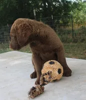 RFKF2, a female Chesapeake Bay Retriever for sale in Scottsville, KY – 2 of 8