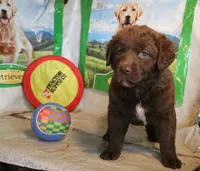 RFZF1, a female Chesapeake Bay Retriever for sale in Scottsville, KY – 5 of 9