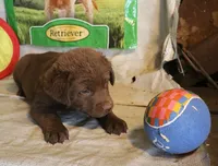 RFZM2, a male Chesapeake Bay Retriever for sale in Scottsville, KY – 5 of 10